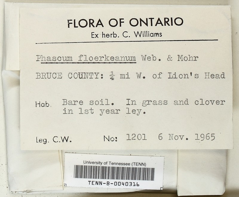 Floerkea'S Phascum Moss