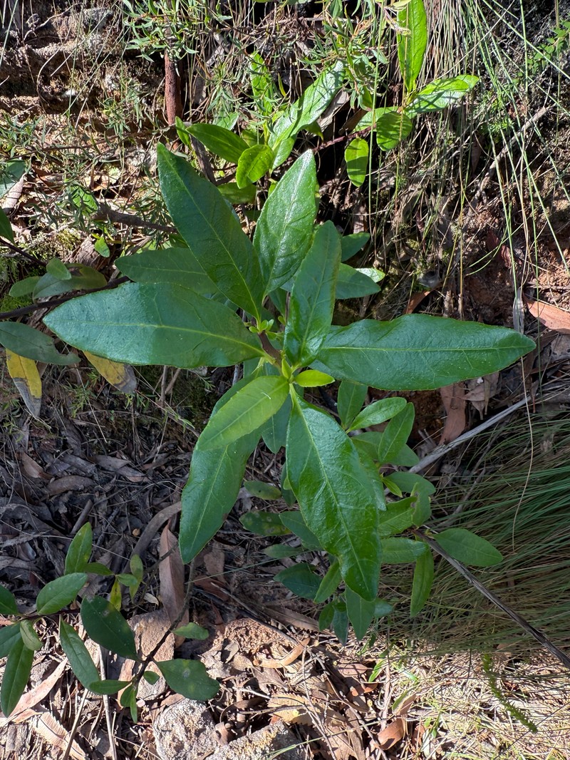 Phaseolaster elliptica photo 2