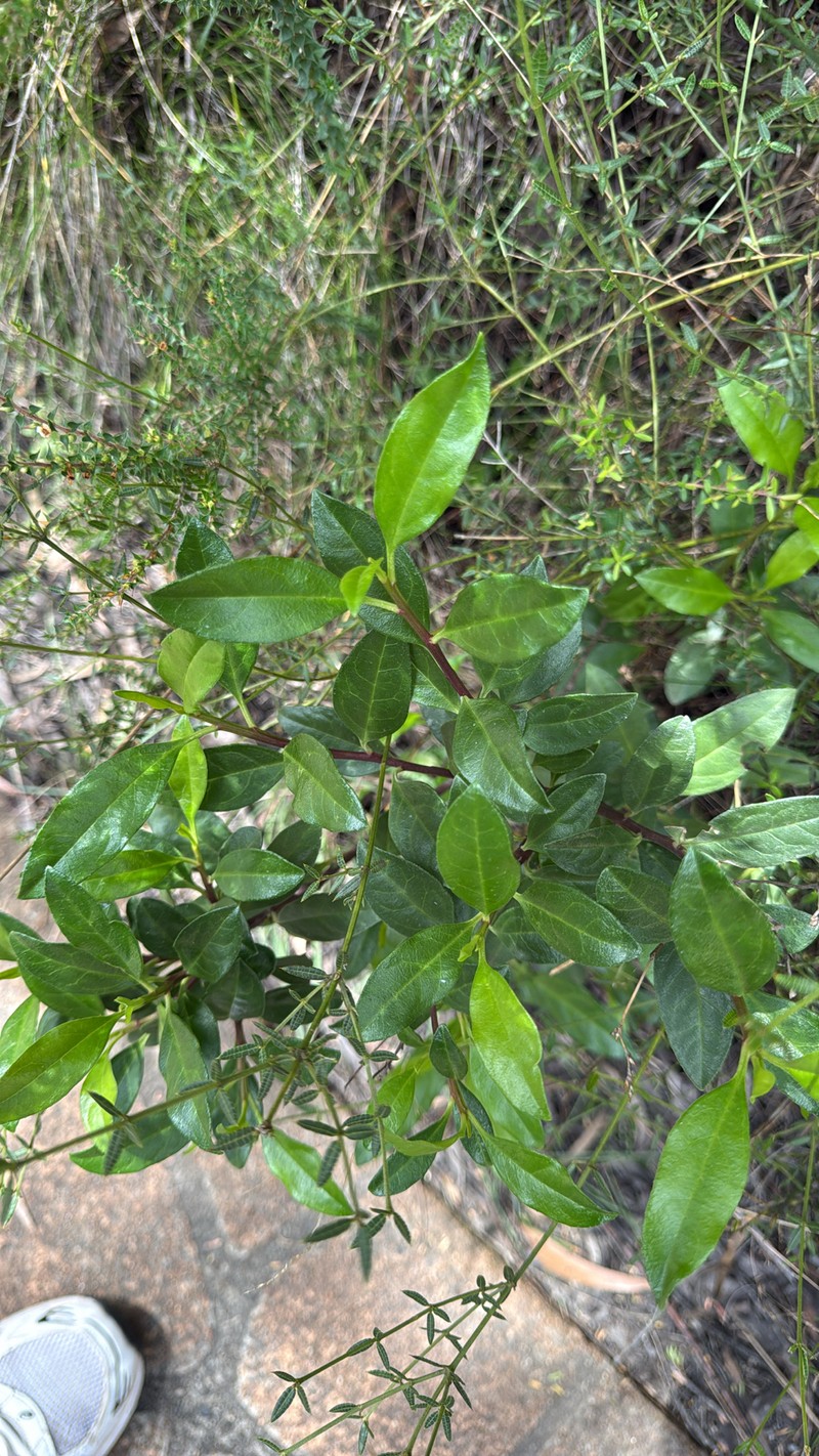 Phaseolaster elliptica photo 3