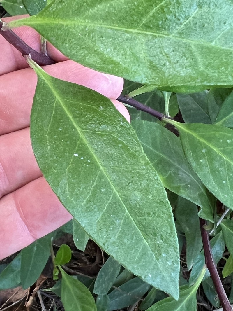 Phaseolaster elliptica photo 4