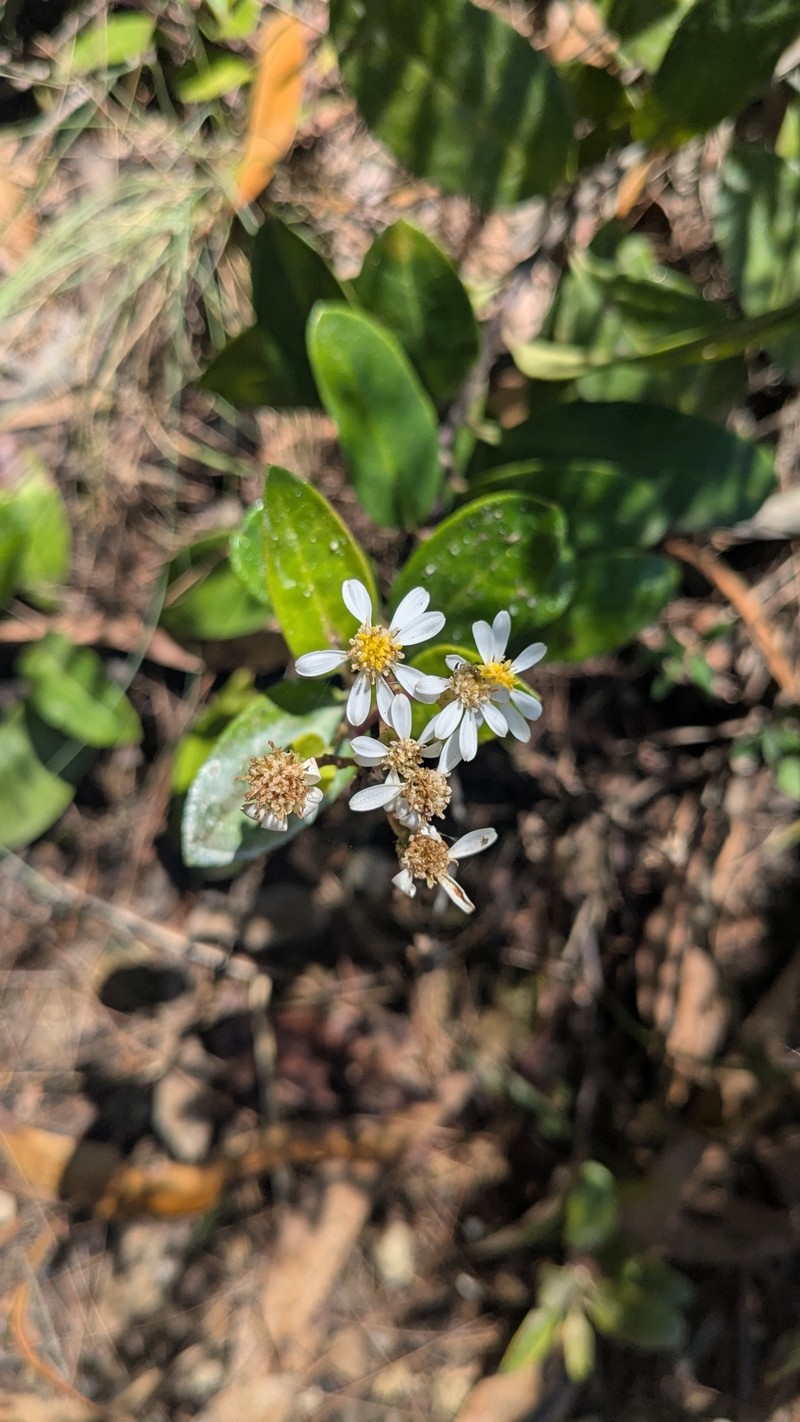 Phaseolaster elliptica photo 5
