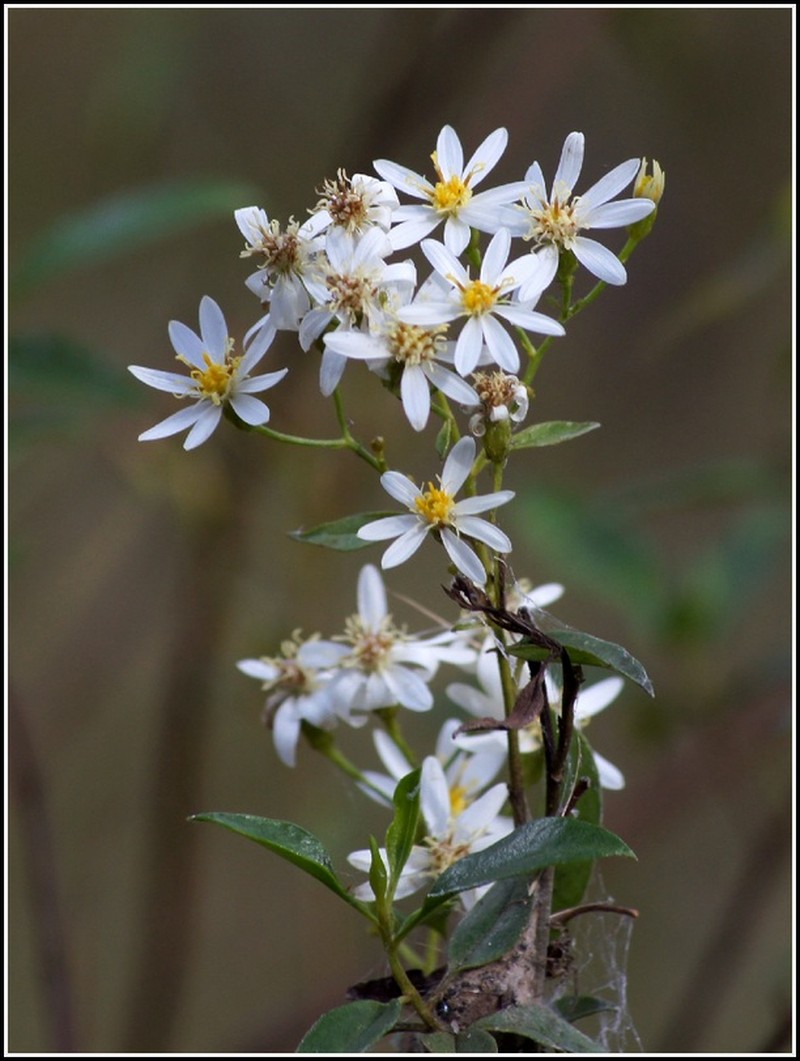 Phaseolaster elliptica