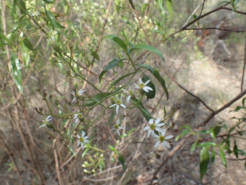 Phaseolaster elliptica photo 6