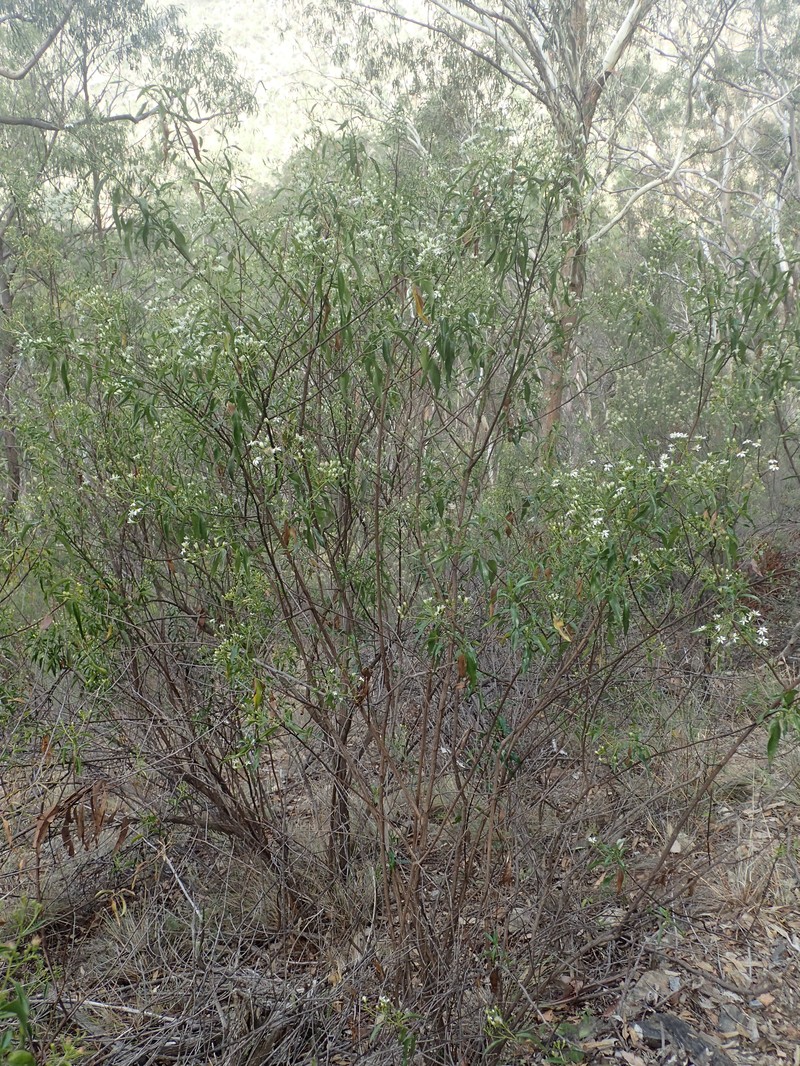 Phaseolaster elliptica photo 7