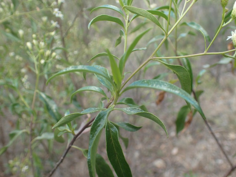 Phaseolaster elliptica photo 8
