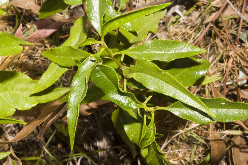 Phaseolaster fulgens