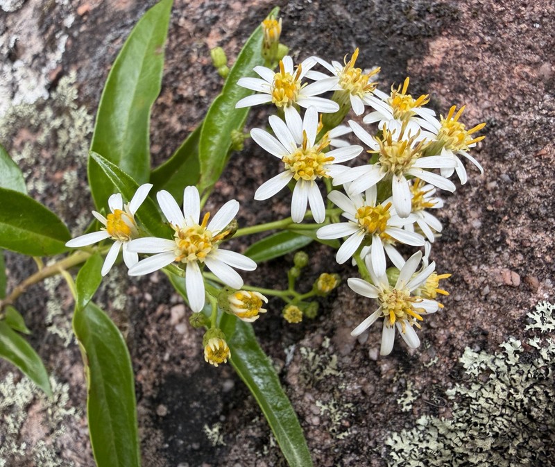 Phaseolaster fulgens photo 2