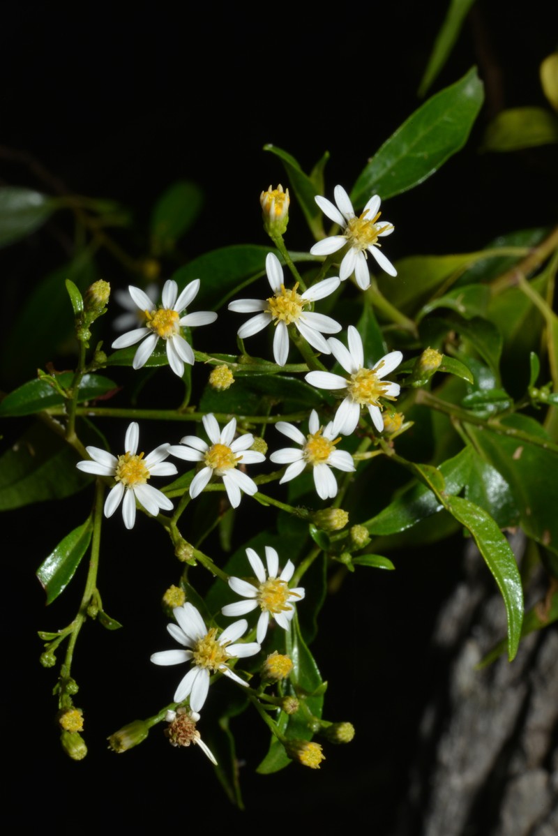 Phaseolaster fulgens photo 3