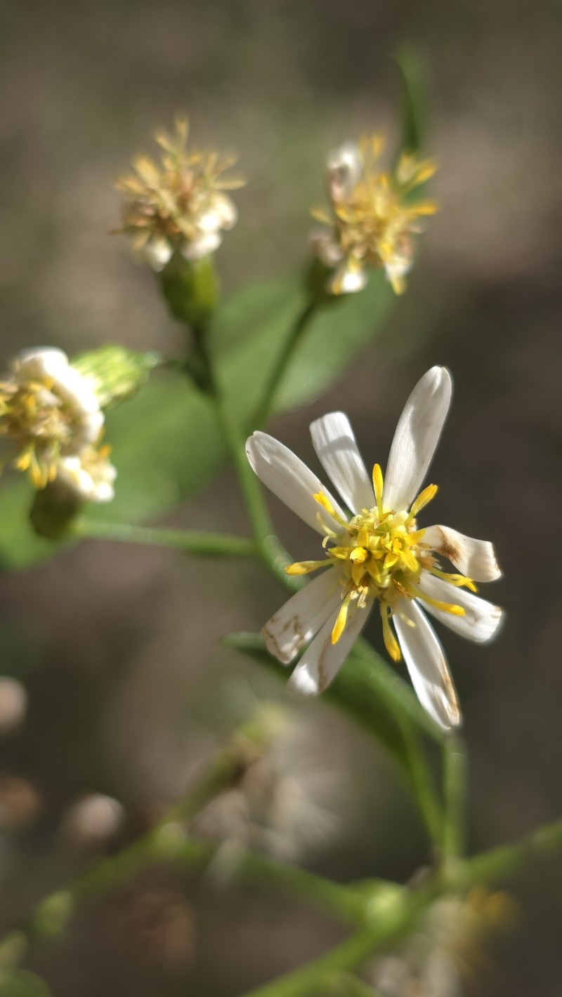 Phaseolaster fulgens photo 4