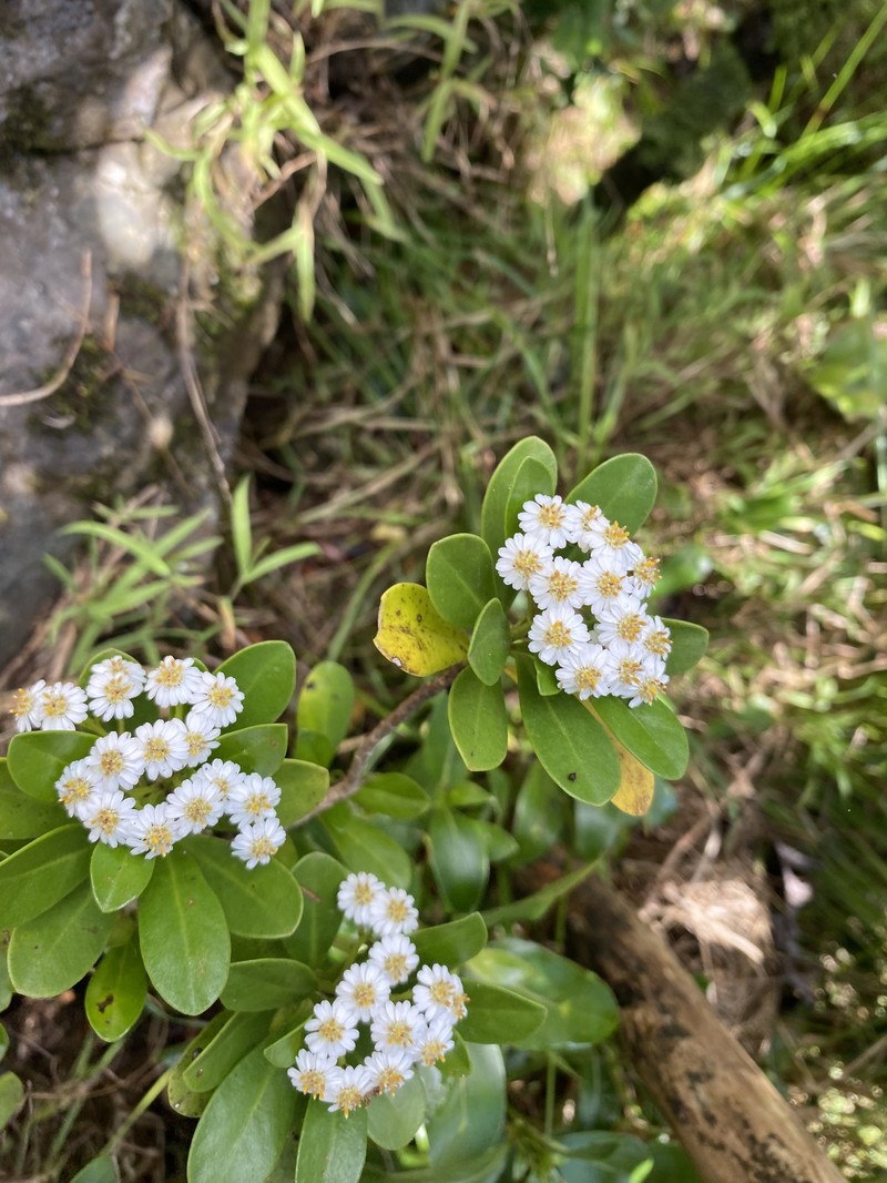 Phaseolaster praetermissa photo 2