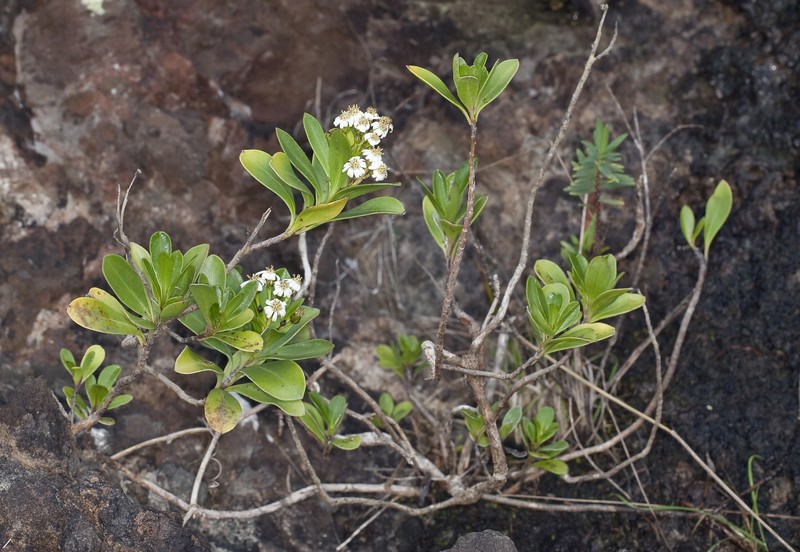 Phaseolaster praetermissa