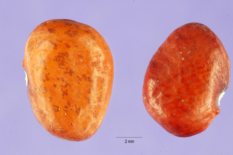 Tepary Bean