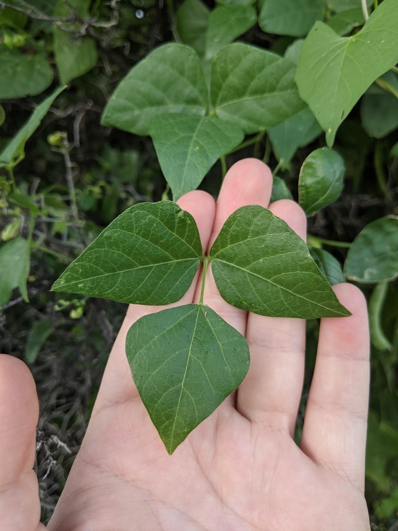 Tepary Bean photo 2