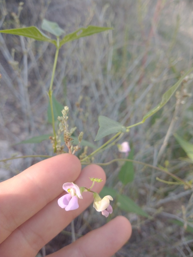 Tepary Bean photo 4