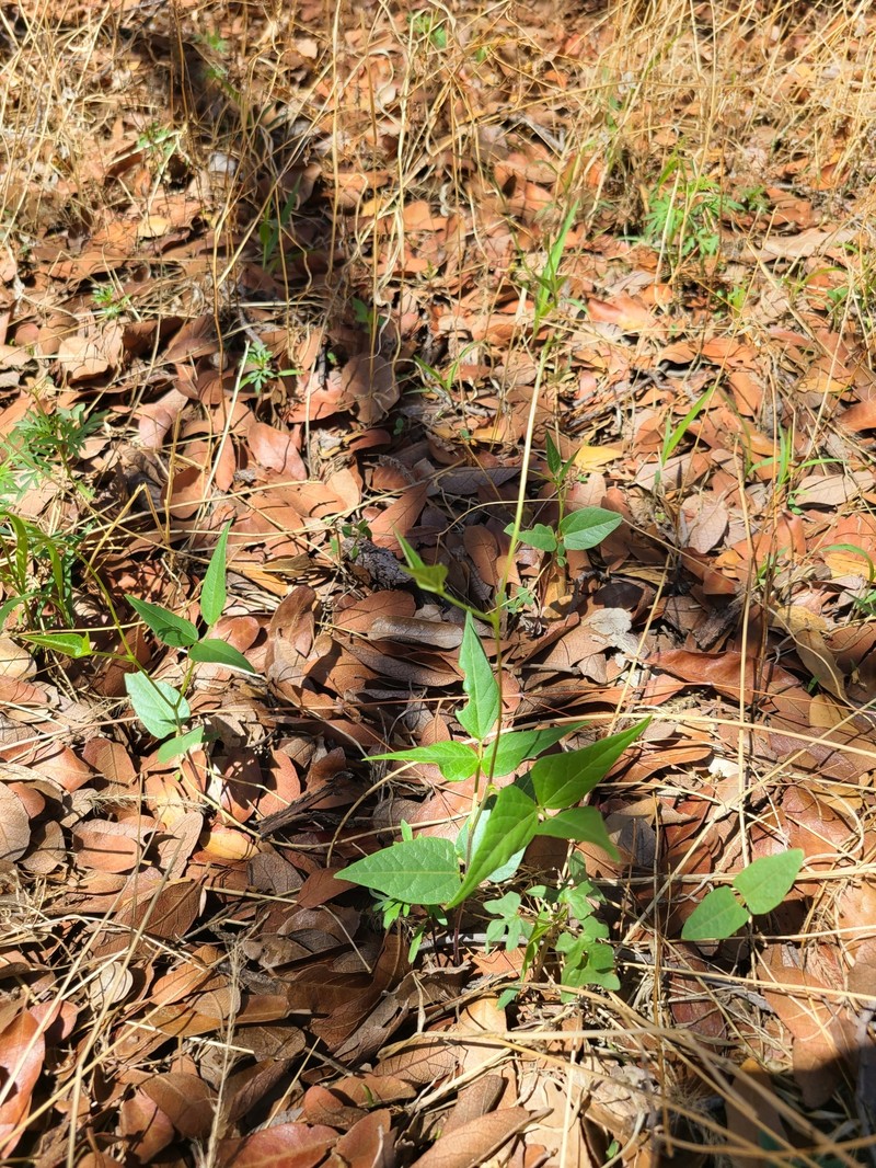 Phaseolus acutifolius var. acutifolius