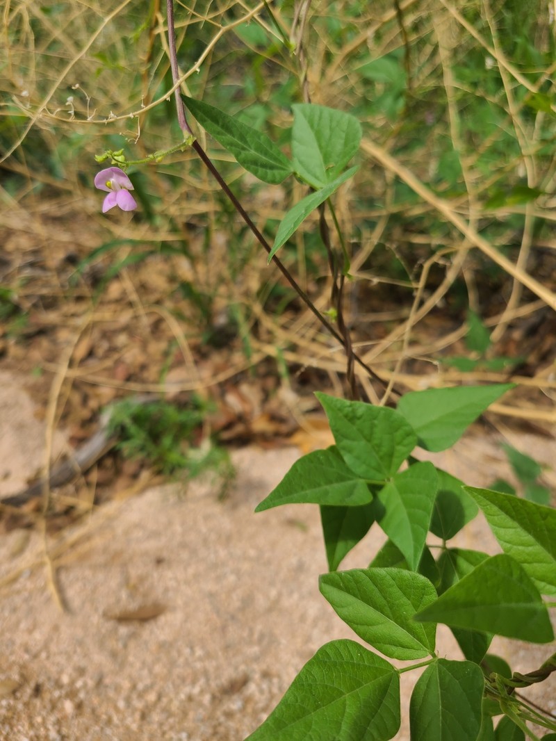 Phaseolus acutifolius var. acutifolius photo 2