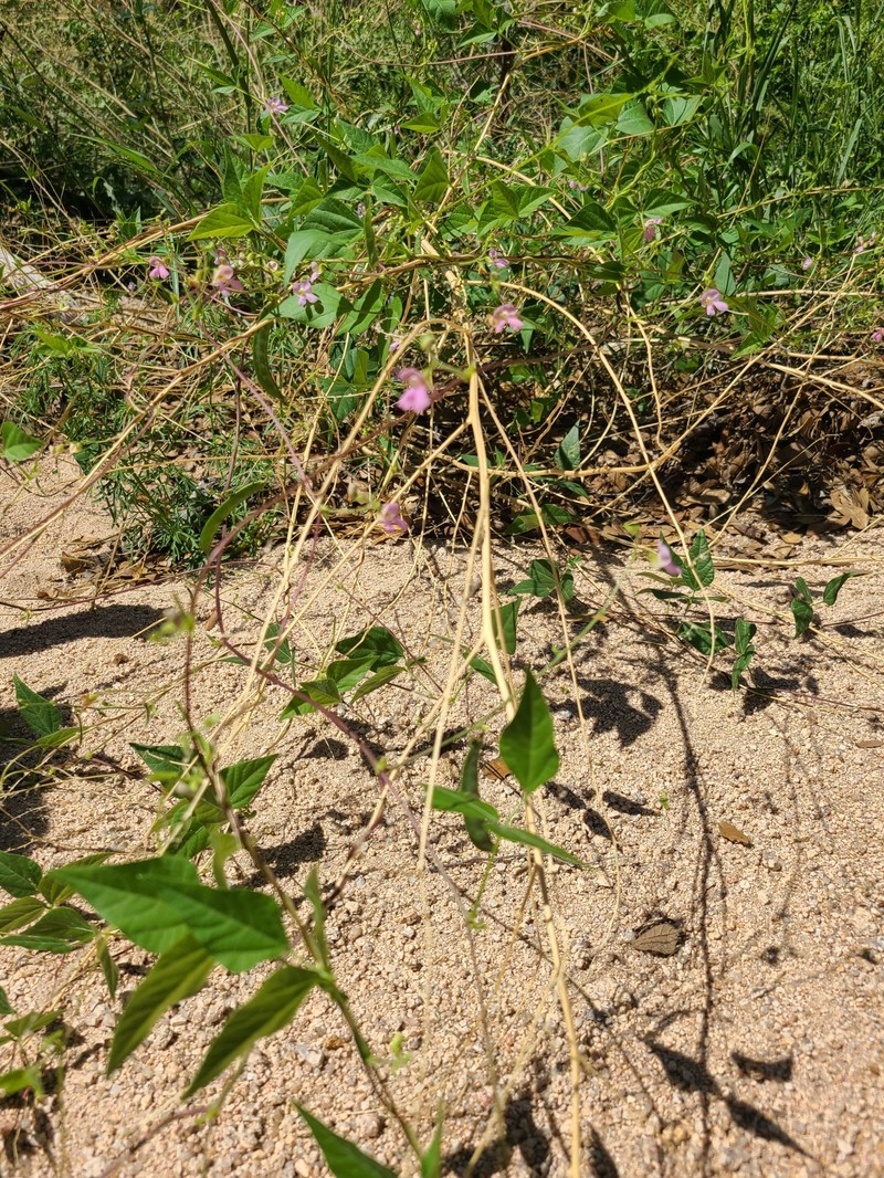 Phaseolus acutifolius var. acutifolius photo 3