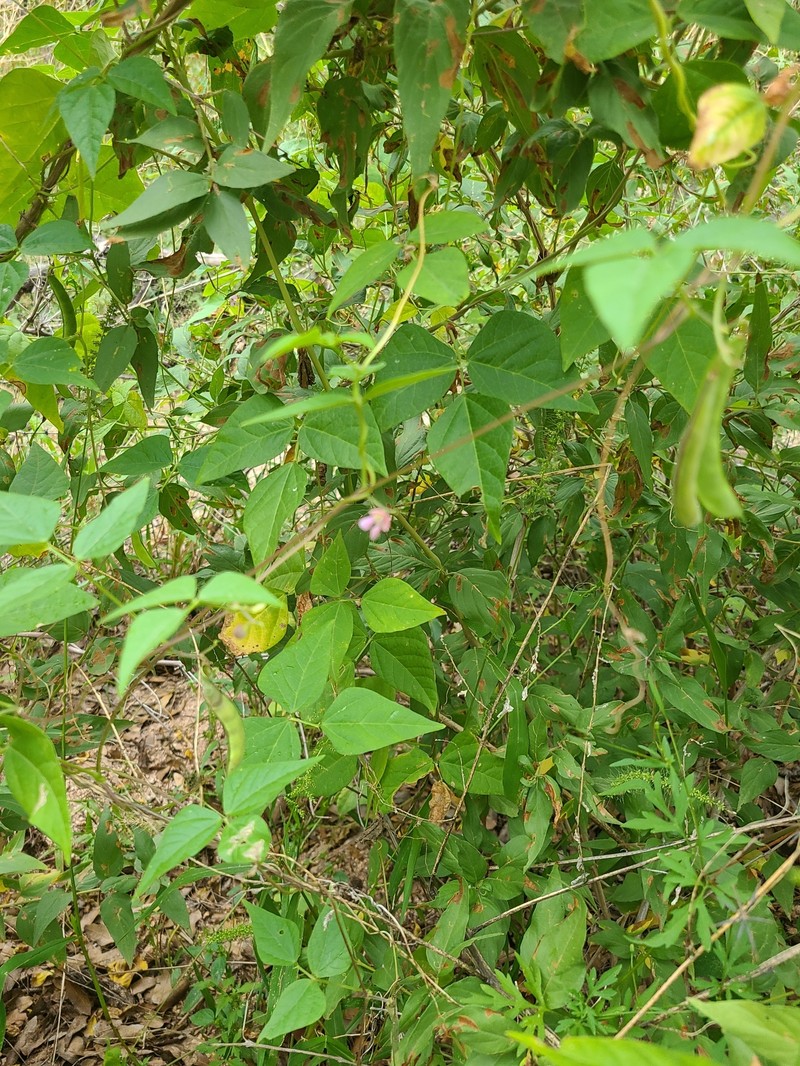 Phaseolus acutifolius var. acutifolius photo 4