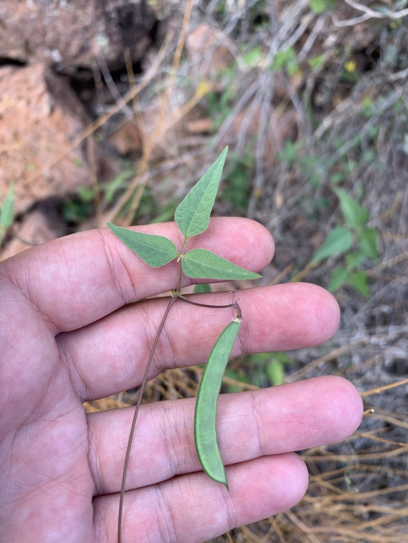 Phaseolus acutifolius var. acutifolius photo 5