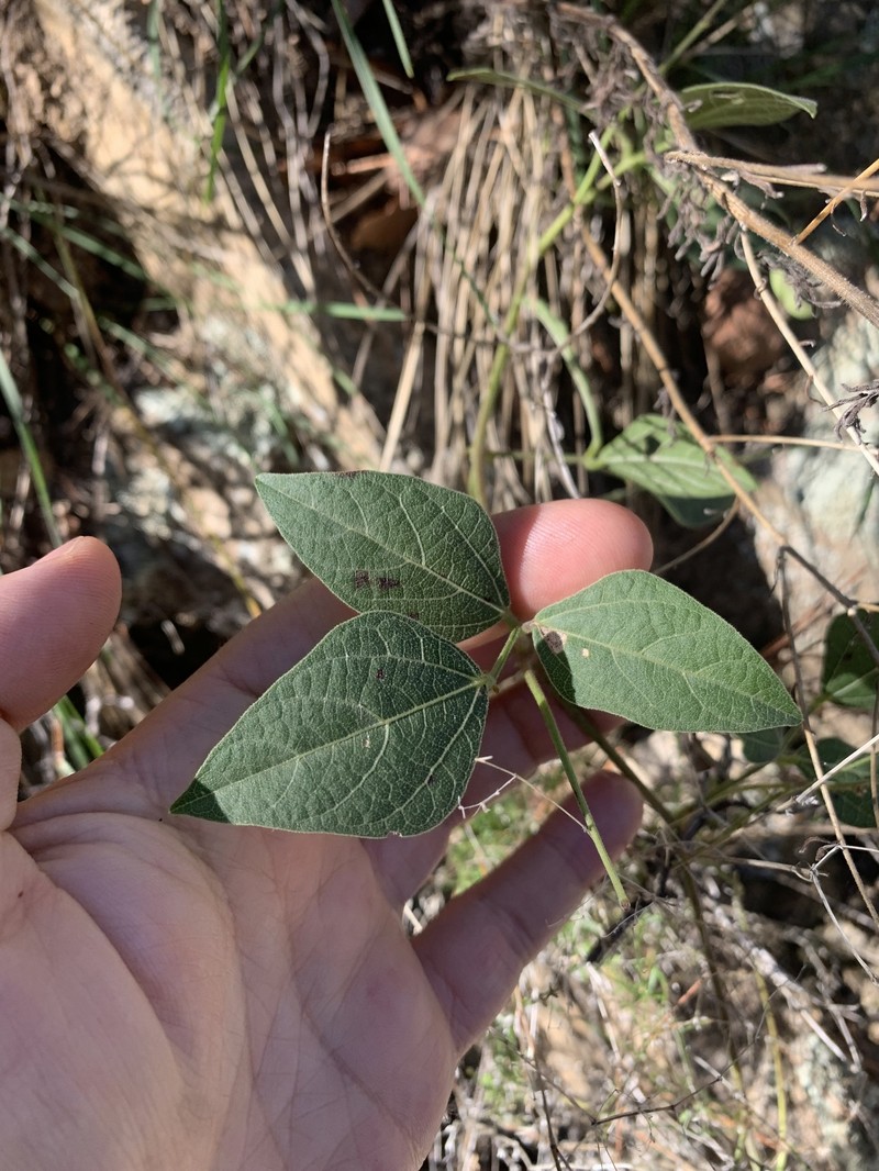 Phaseolus acutifolius var. acutifolius photo 6