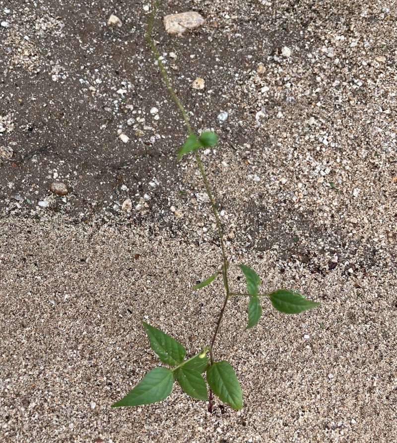 Phaseolus acutifolius var. acutifolius photo 7