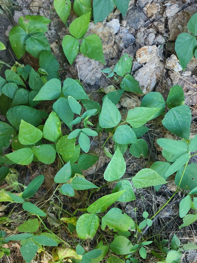 Phaseolus acutifolius var. acutifolius photo 8