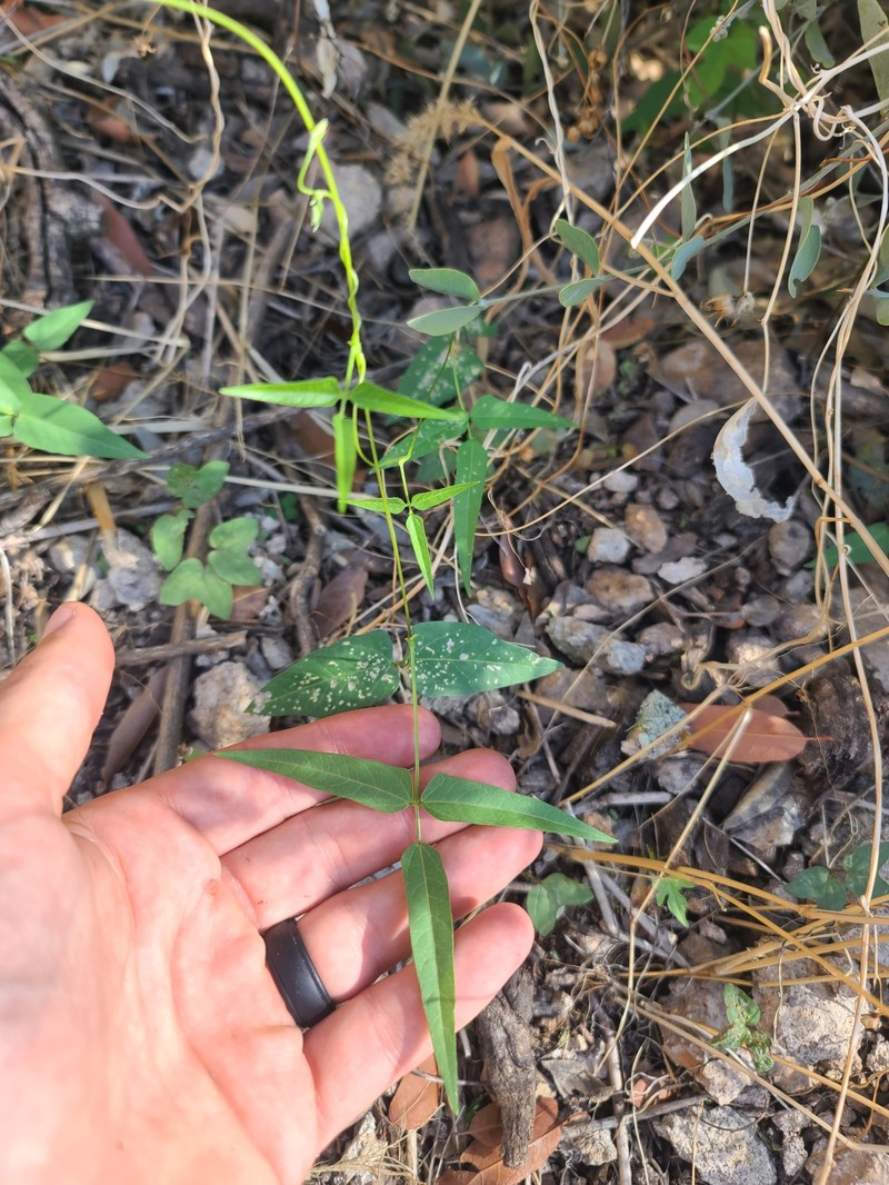 Phaseolus acutifolius var. tenuifolius