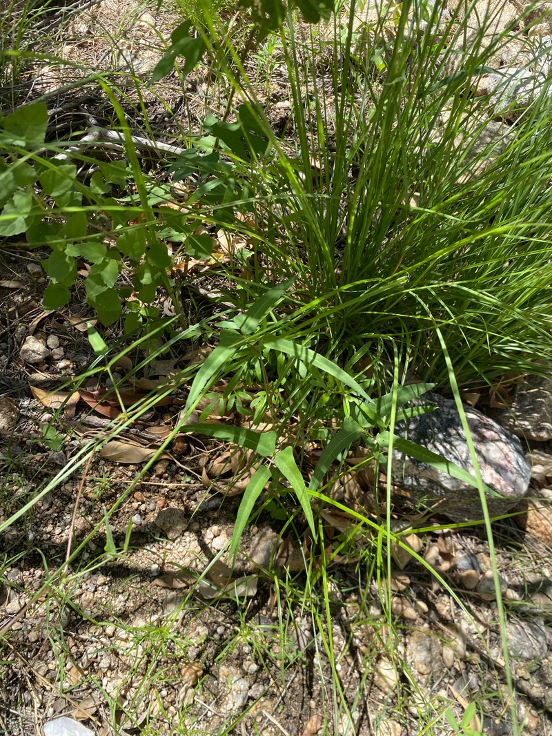 Phaseolus acutifolius var. tenuifolius photo 2