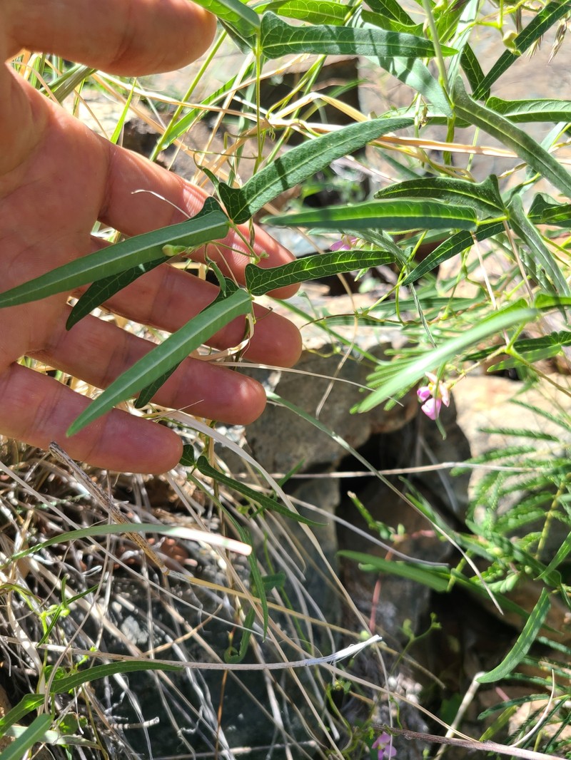 Phaseolus acutifolius var. tenuifolius photo 3