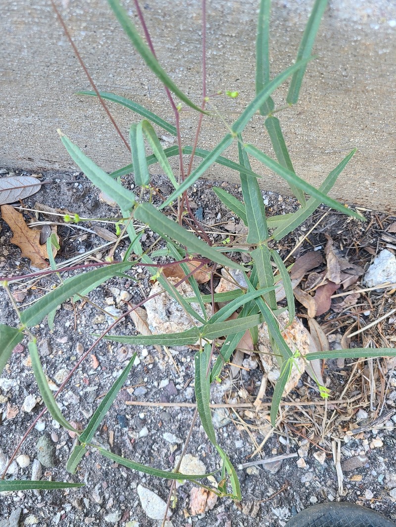 Phaseolus acutifolius var. tenuifolius photo 4