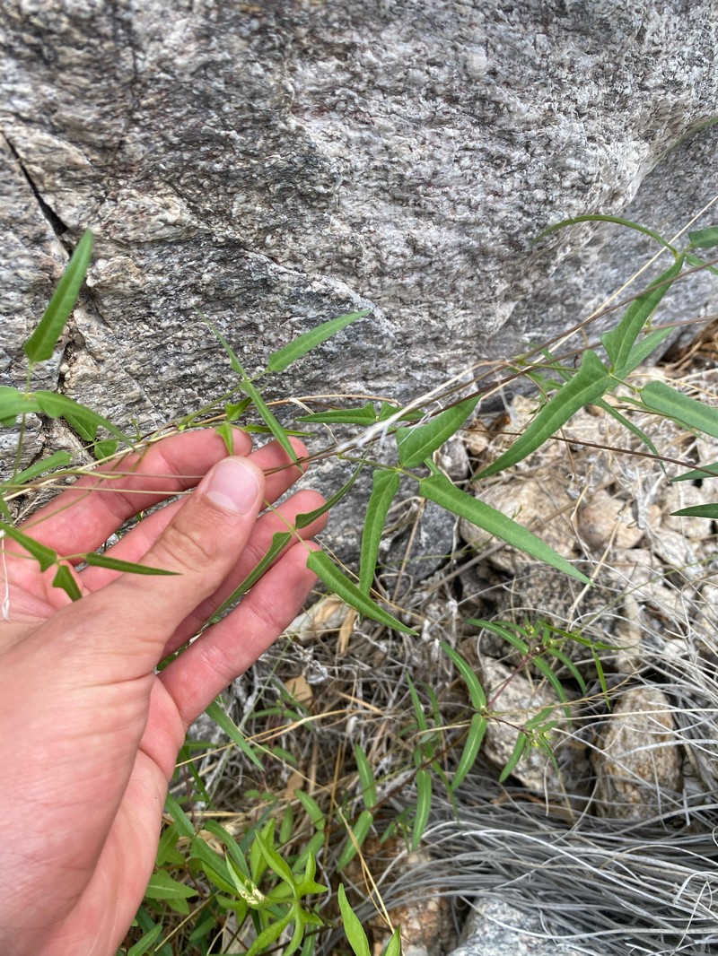 Phaseolus acutifolius var. tenuifolius photo 5