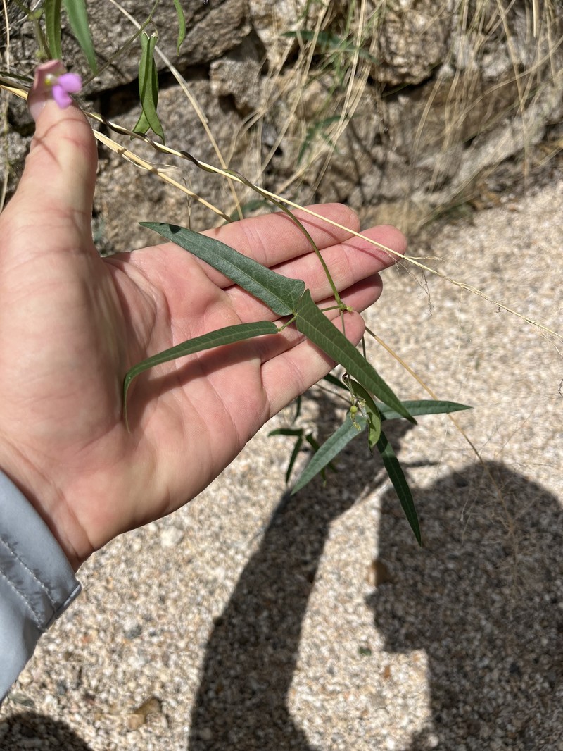 Phaseolus acutifolius var. tenuifolius photo 6