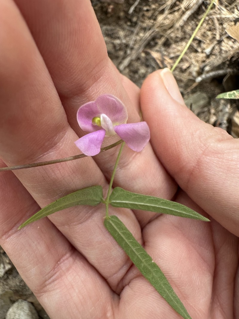 Phaseolus acutifolius var. tenuifolius photo 7