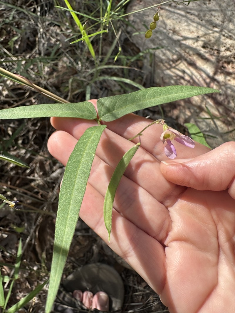Phaseolus acutifolius var. tenuifolius photo 8