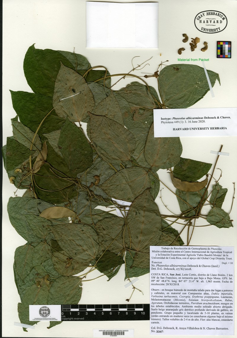Phaseolus albicarminus