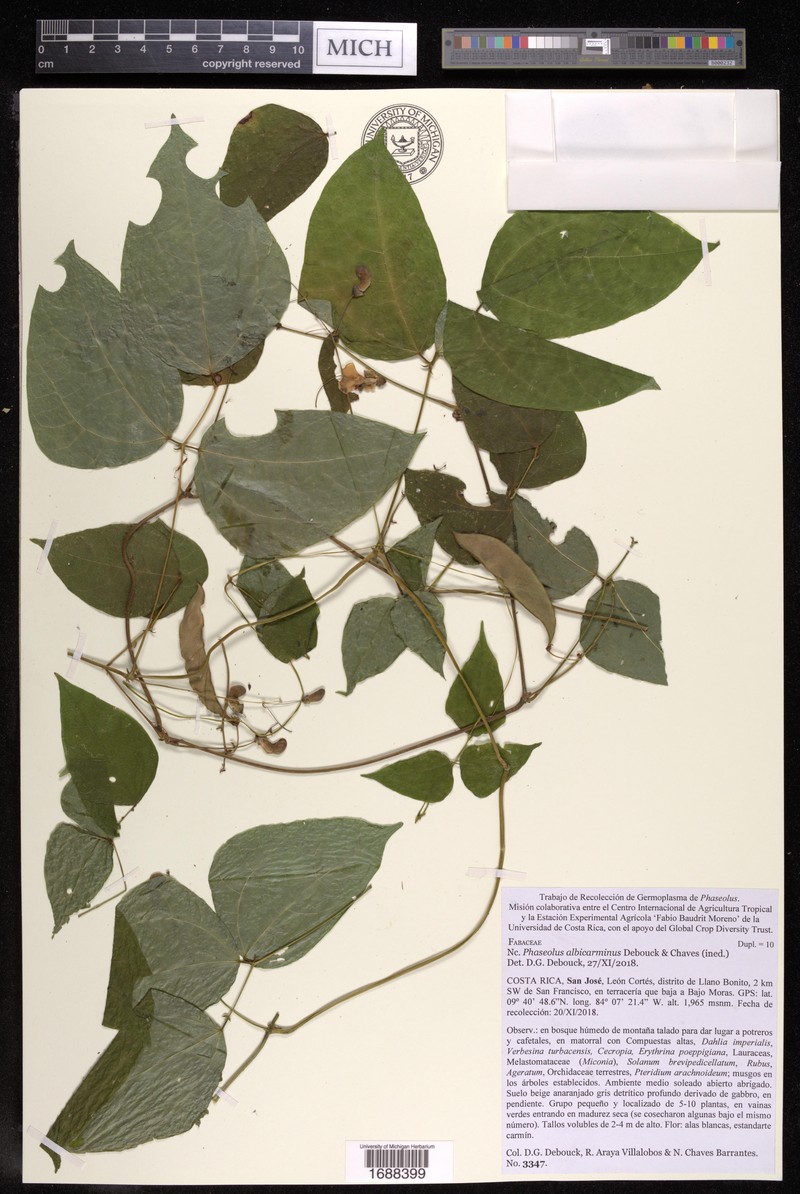 Phaseolus albicarminus photo 2