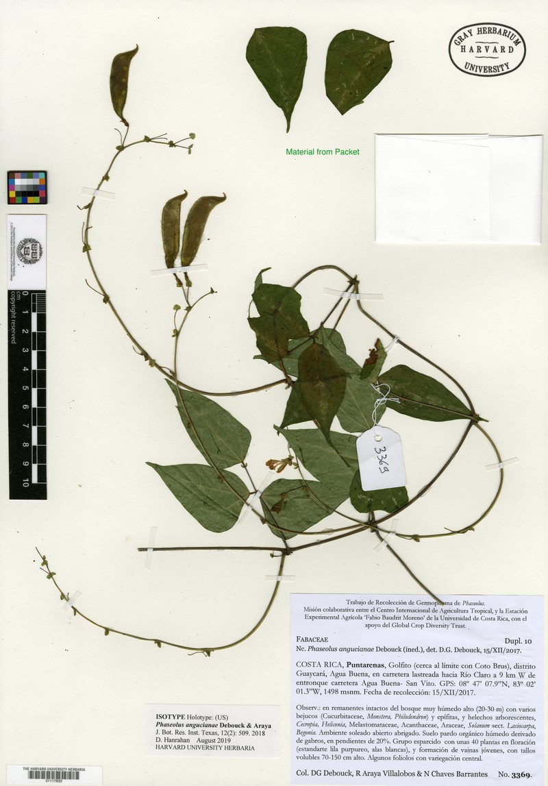 Phaseolus angucianae