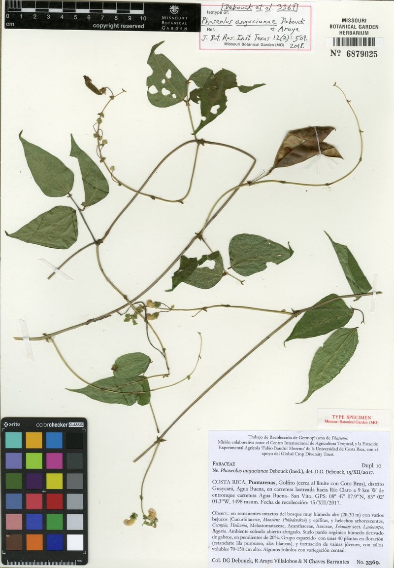 Phaseolus angucianae photo 2