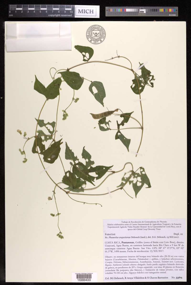 Phaseolus angucianae photo 3