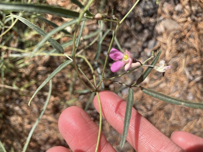 Slimleaf Bean photo 3
