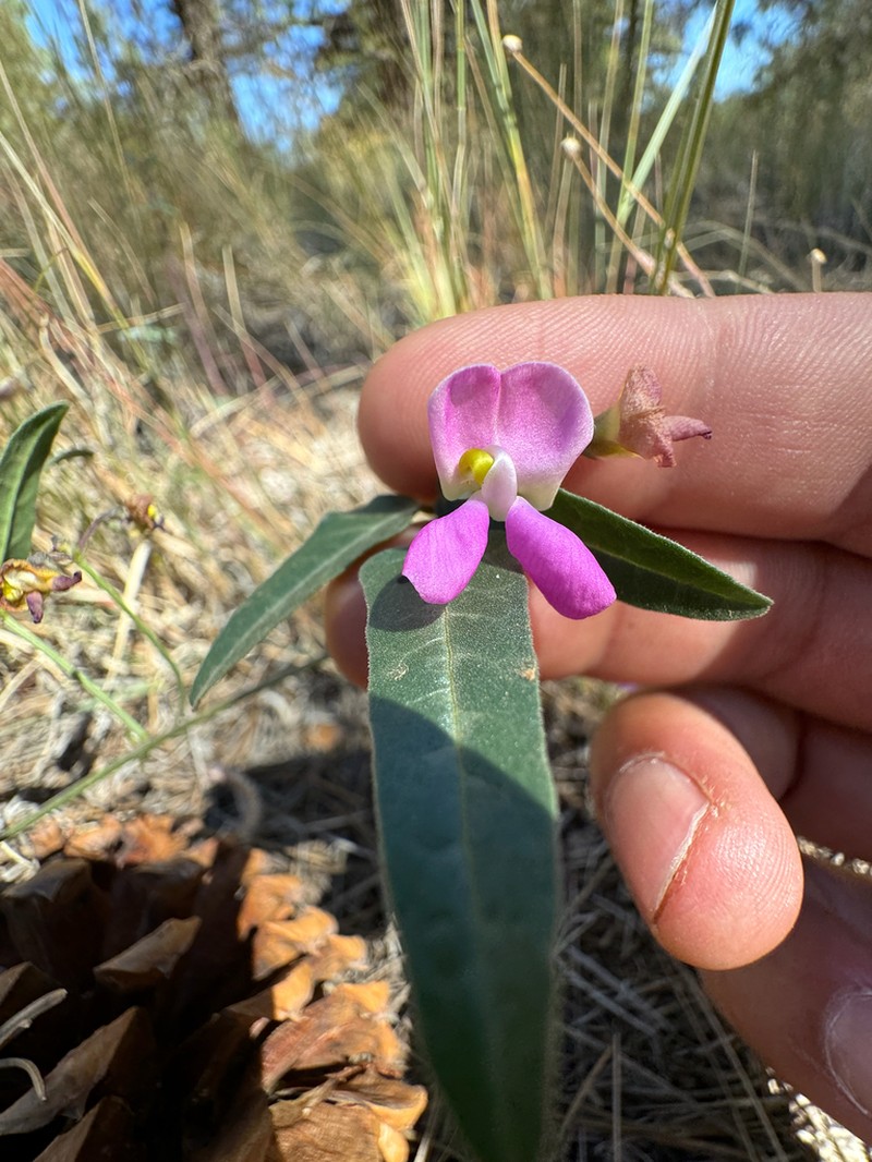 Slimleaf Bean photo 4