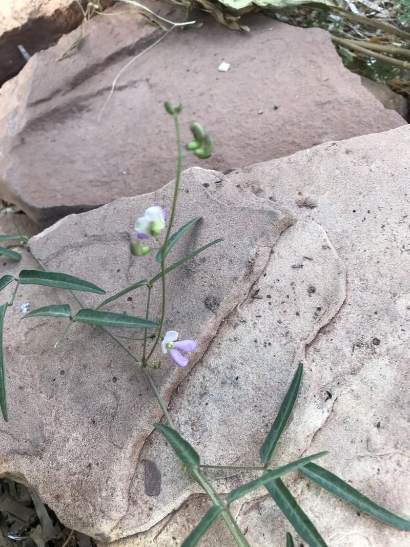 Slimleaf Bean photo 5