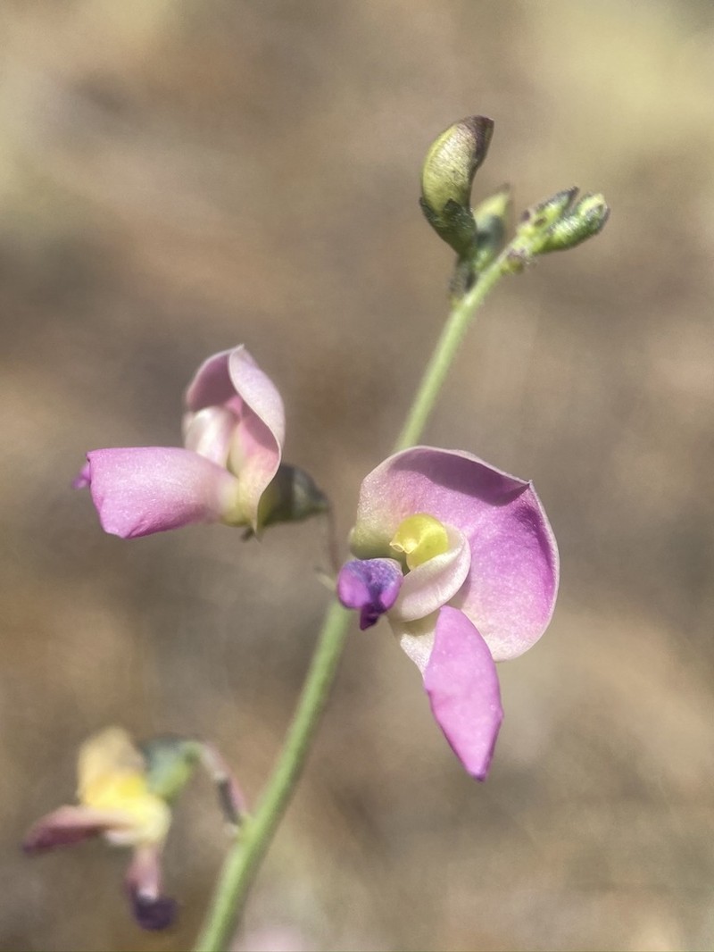 Slimleaf Bean photo 6