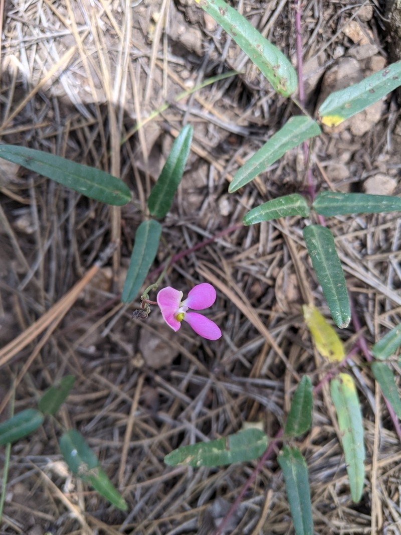Slimleaf Bean photo 8