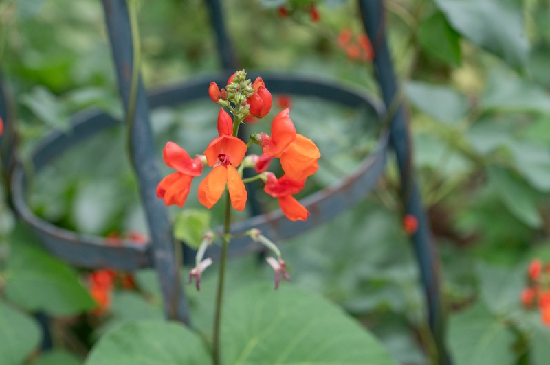 Scarlet Runner photo 2