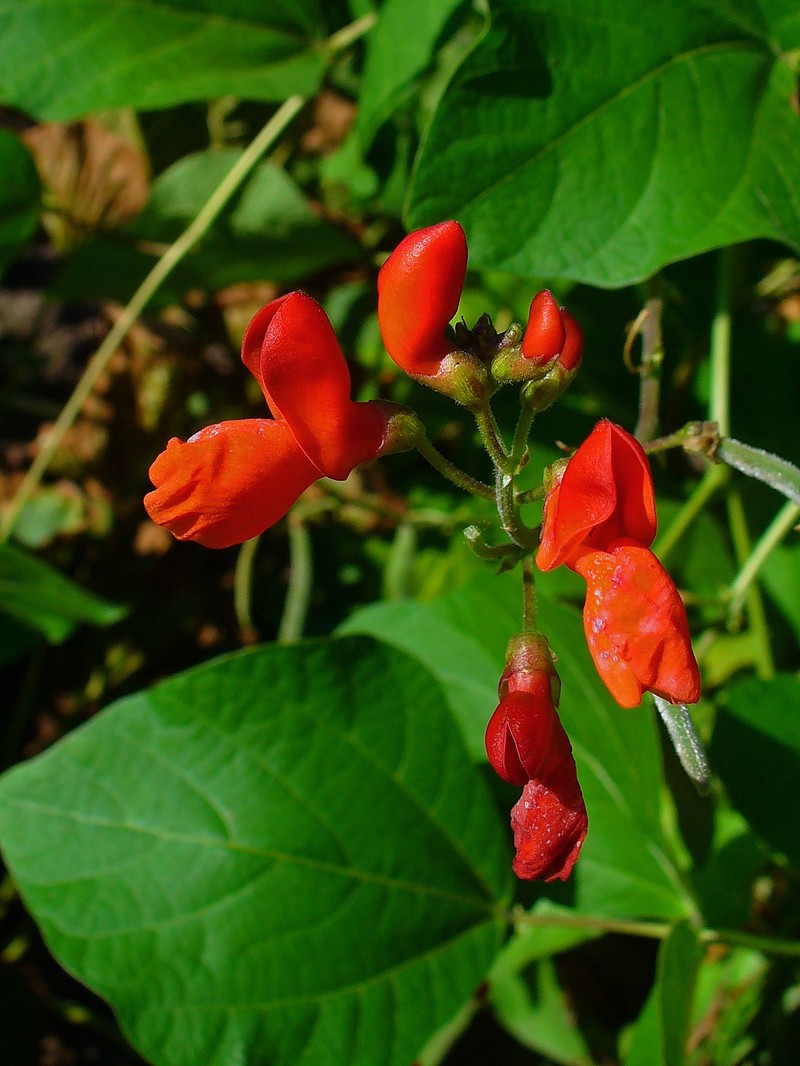 Scarlet Runner photo 3