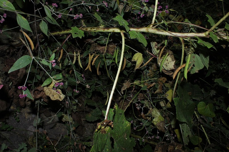 Phaseolus debouckii