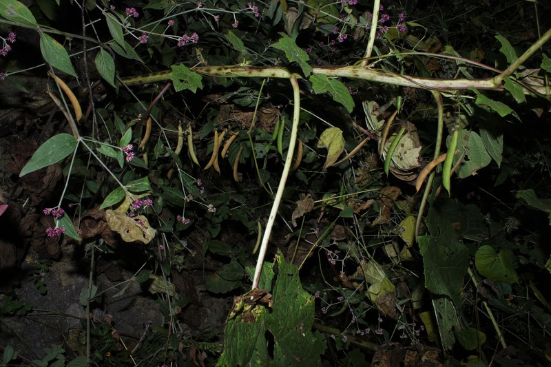 Phaseolus debouckii photo 4