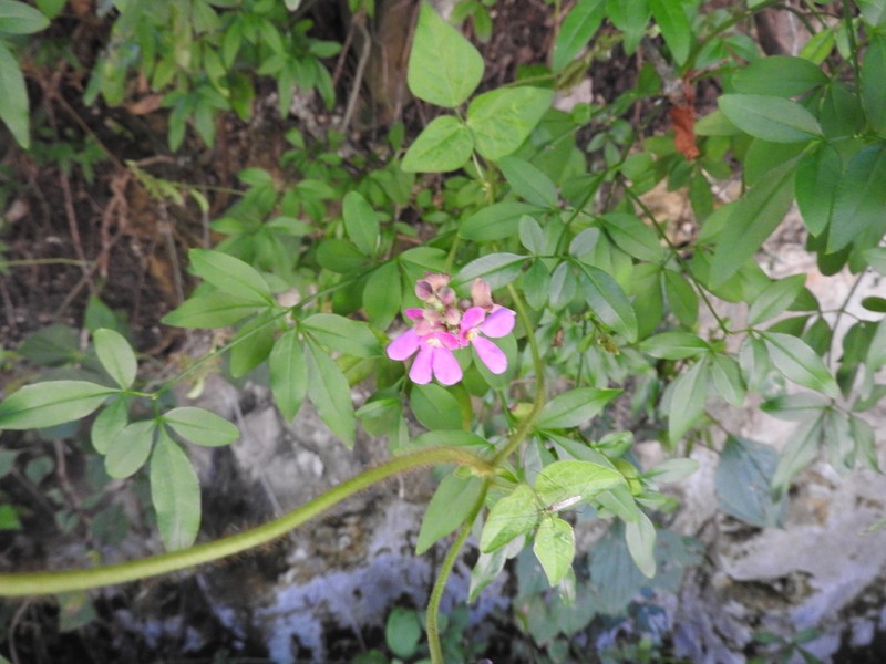 Slimjim Bean photo 5