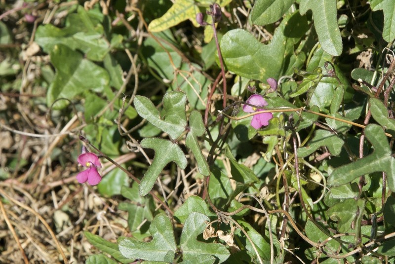 Slimjim Bean photo 6